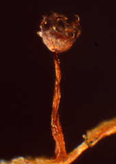 Cribraria minutissima