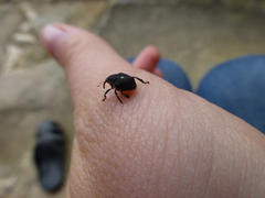 Mononychus punctumalbum