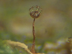 Cribraria minutissima