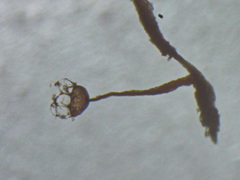 Cribraria minutissima