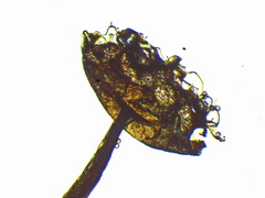 Cribraria minutissima