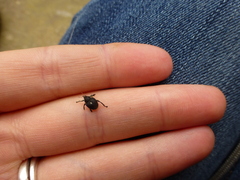 Mononychus punctumalbum