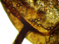 Cribraria minutissima