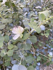 Capparis spinosa