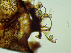 Cribraria minutissima