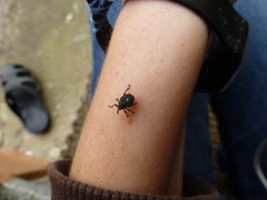 Mononychus punctumalbum