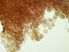 Cribraria minutissima