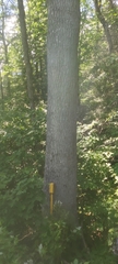 Fraxinus nigra
