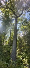 Fraxinus nigra