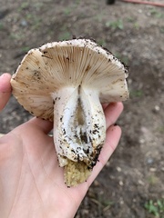 Russula brevipes