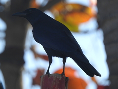 Corvus sinaloae