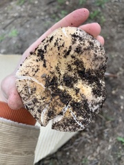 Russula brevipes