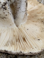 Russula brevipes
