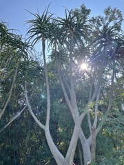 Aloidendron barberae