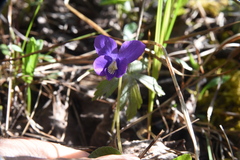 Viola nephrophylla