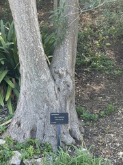 Aloidendron barberae