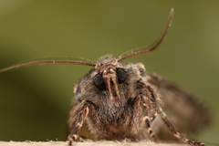 Polymixis trisignata