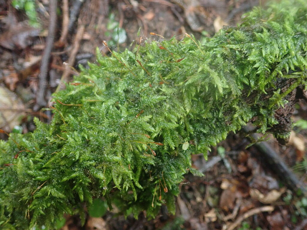Entodon plicatus (Entodon plicatus)