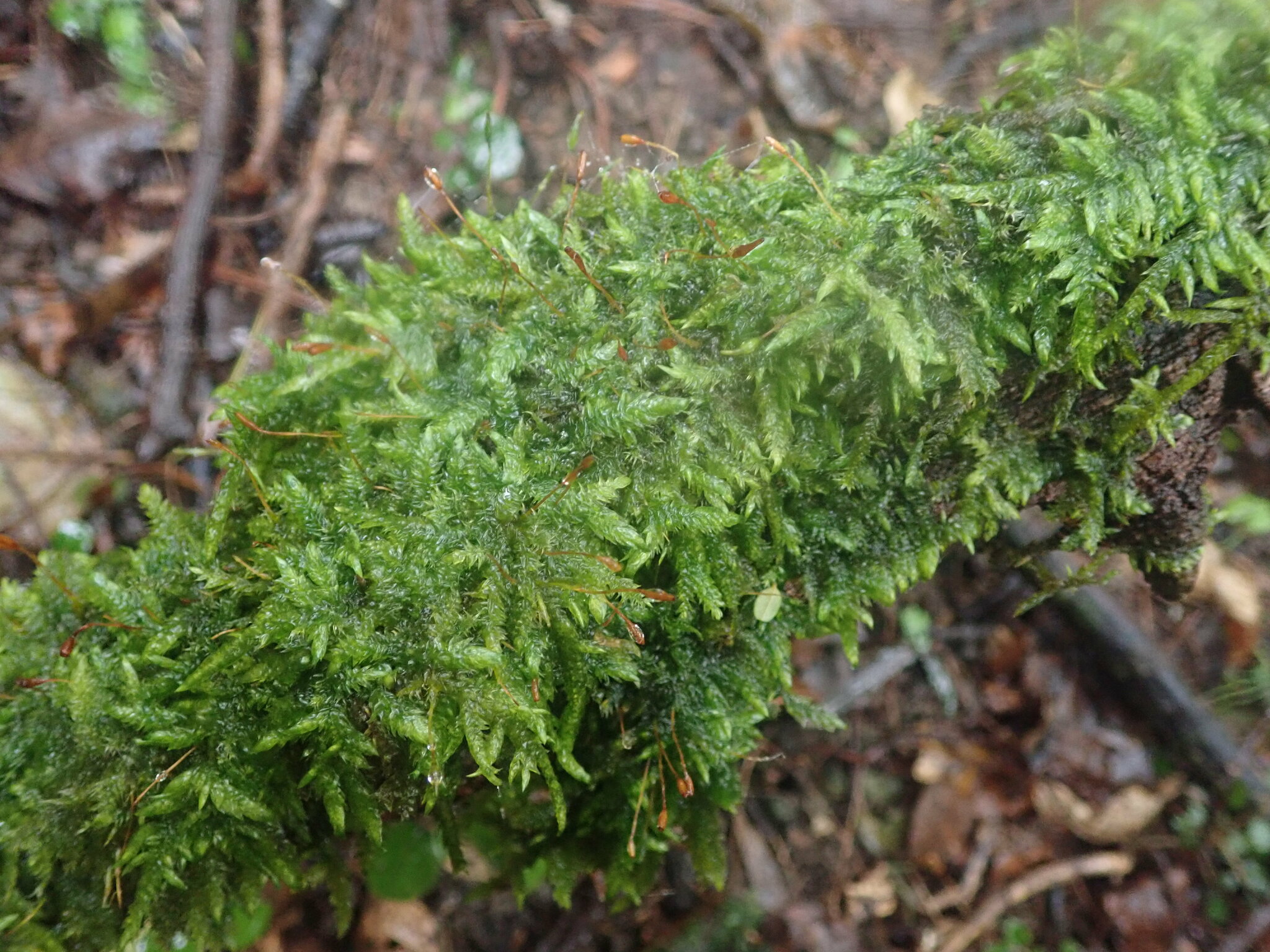 Entodon plicatus