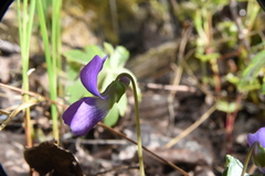 Viola nephrophylla