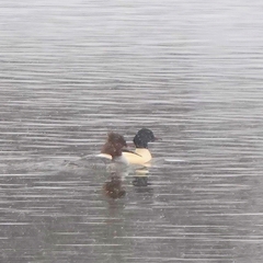 Mergus merganser