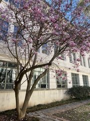 Magnolia liliiflora