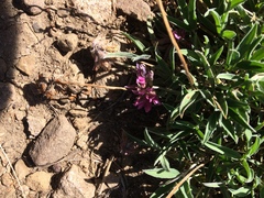 Trifolium attenuatum