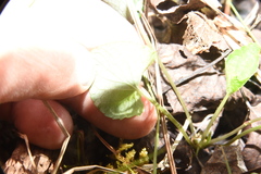 Viola nephrophylla