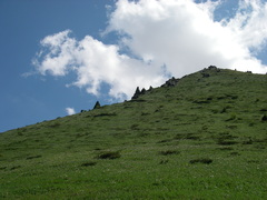 Juniperus pseudosabina