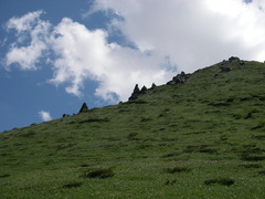 Juniperus pseudosabina