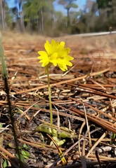 Pinguicula lutea
