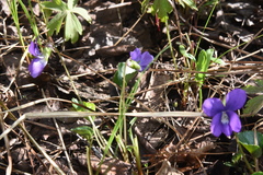 Viola nephrophylla