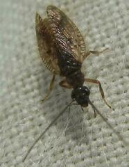 Psectra diptera