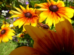 Rhynocoris iracundus