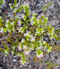 Erica labialis