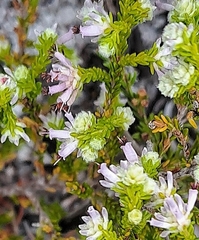 Erica labialis