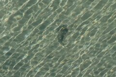 Pseudobatos productus