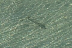 Pseudobatos productus