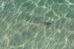 Pseudobatos productus