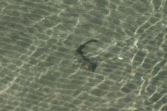 Pseudobatos productus