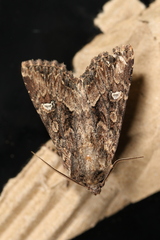 Polymixis trisignata
