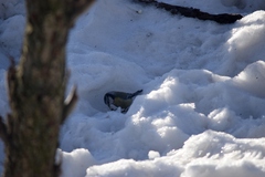Cyanistes caeruleus