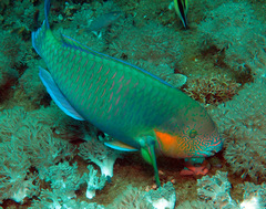 Scarus rivulatus