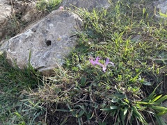 Colchicum montanum