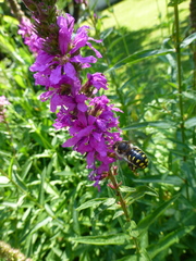 Anthidium septemspinosum