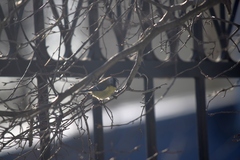 Cyanistes caeruleus