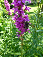 Anthidium septemspinosum