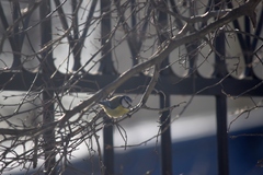 Cyanistes caeruleus