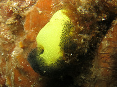 Entoprocta
