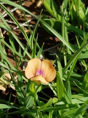 Lathyrus marmoratus